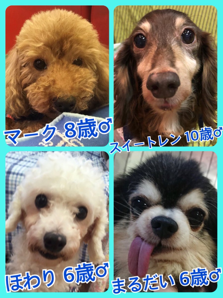 🐾今日の里親様募集中ワンコ🐶メンバーです🐾2019,8,16